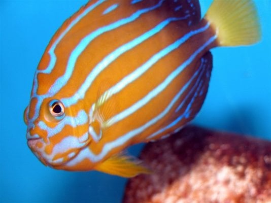 Aquarium Myths and Misinformation