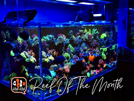 REEF OF THE MONTH - August 2023: Jm_reefer's Majestic Mixed Reef!