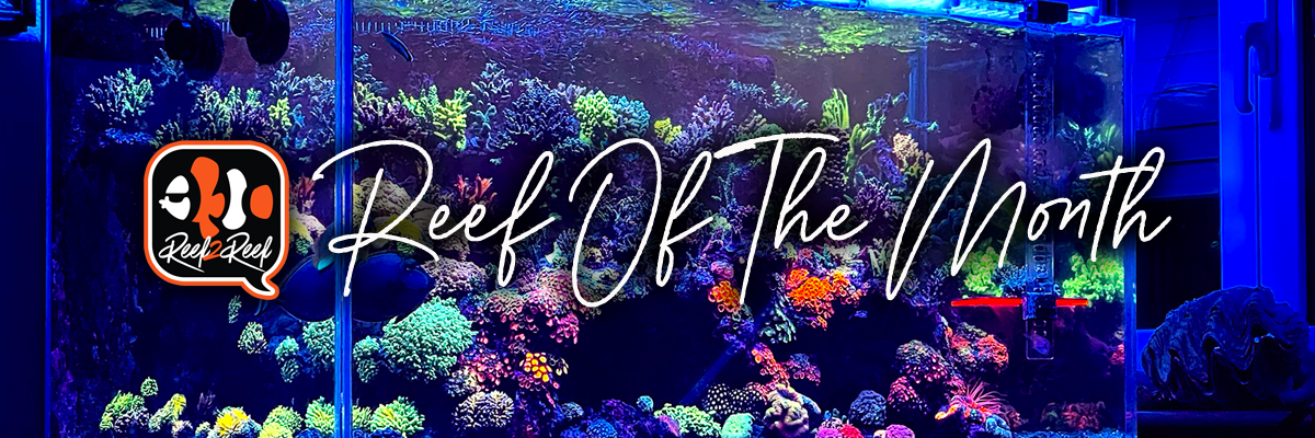Reef of the month banner.png