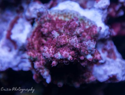 Corals 07-07-2016-12.jpg