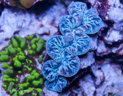 Corals 07-07-2016-11.jpg