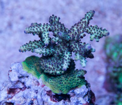 Corals 07-07-2016-10.jpg