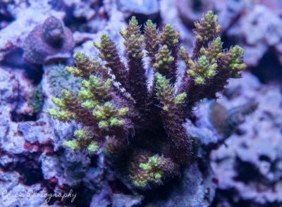 Corals 07-07-2016-9.jpg