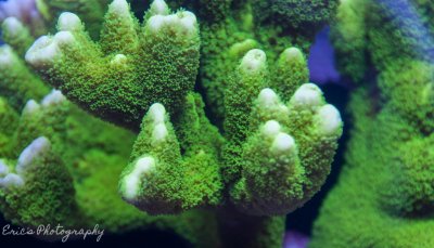 Corals 07-07-2016-7.jpg
