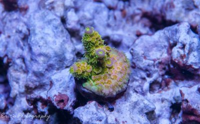 Corals 07-07-2016-6.jpg