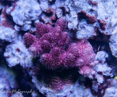 Corals 07-07-2016-5.jpg