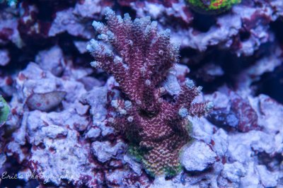 Corals 07-07-2016-3.jpg