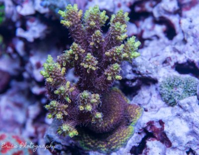 Corals 07-07-2016.jpg
