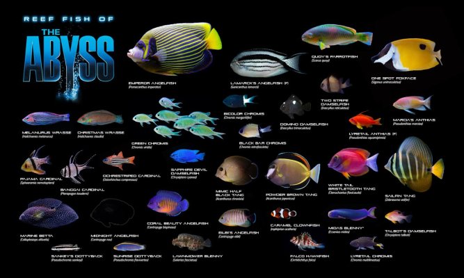 theabyss-reeffish.jpg