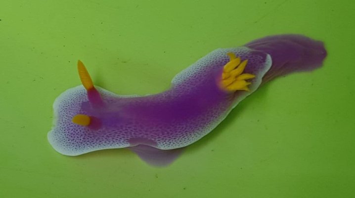 Sea Slug 2.jpg