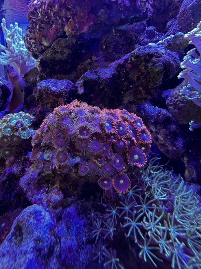 IMG_0116.jpeg IMG_0116.jpeg