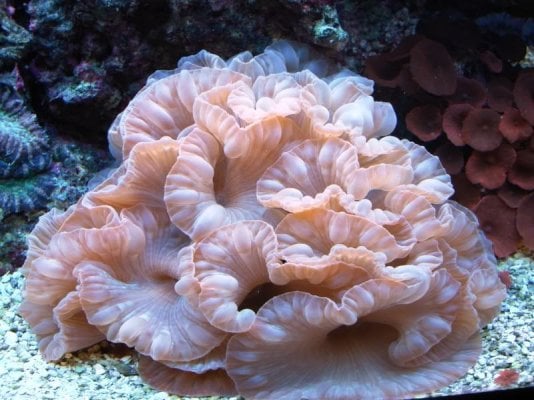 fox coral.jpg