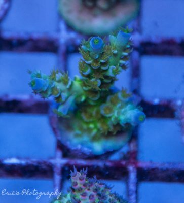 Corals 07-12-2016-3.jpg