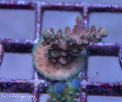 Corals 07-12-2016-2.jpg