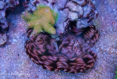 Corals 07-10-2016-8.jpg