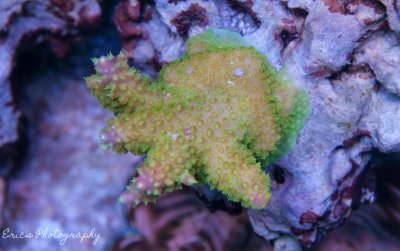 Corals 07-10-2016-7.jpg