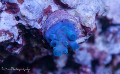 Corals 07-10-2016-6.jpg