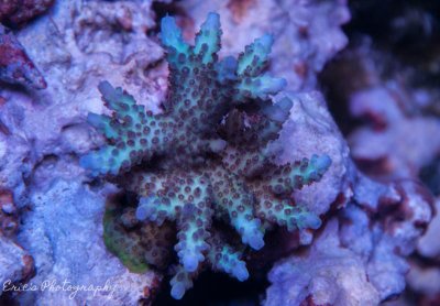 Corals 07-10-2016-5.jpg