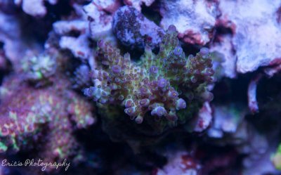 Corals 07-10-2016-4.jpg