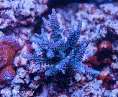 Corals 07-10-2016-2.jpg