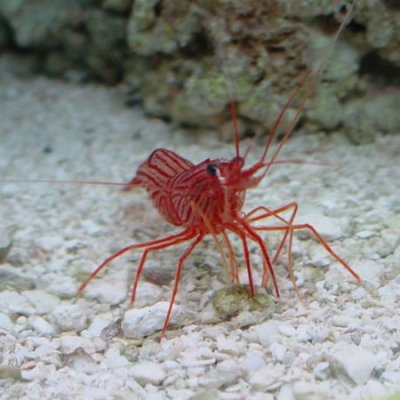 peppermint-shrimp-01.jpg