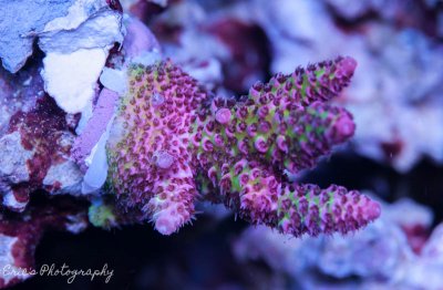 Corals 07-13-2016.jpg