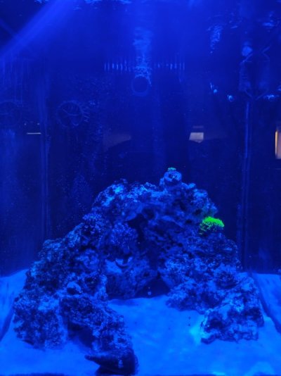 Reef Tank 2.jpg
