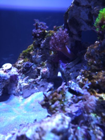 Reef Tank Aiptasia 4.jpg