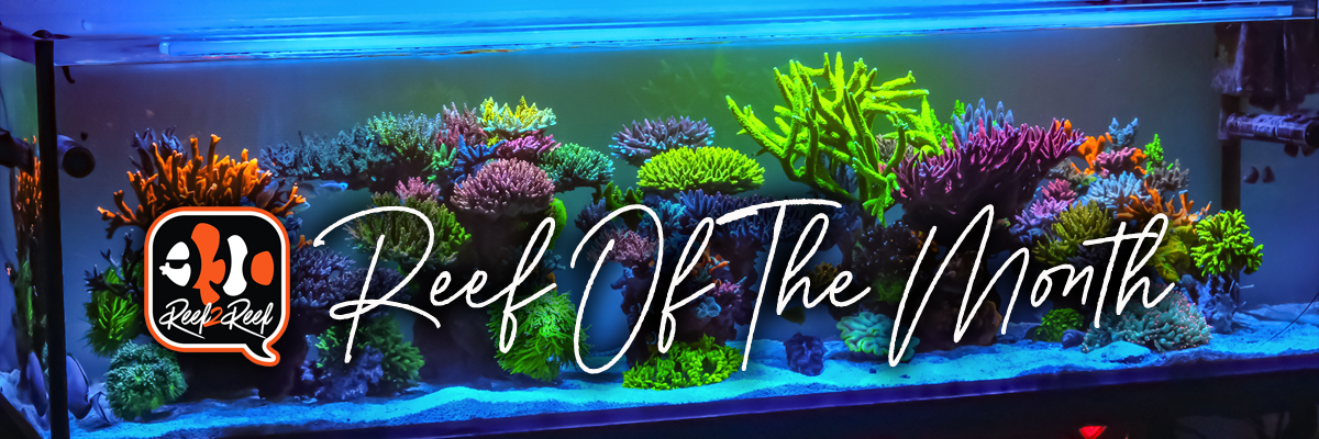 Reef of the month banner.png