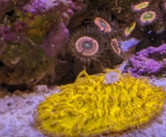 zoas.png