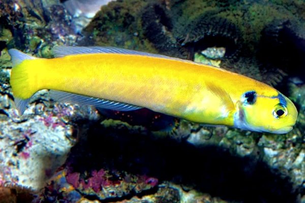 Yellow Tilefish (Hoplolatilus gluteus) .jpg