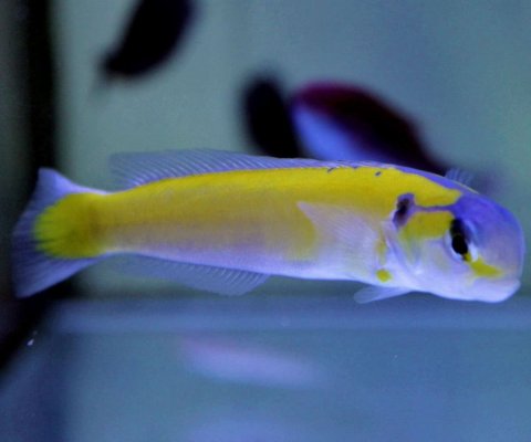 Yellow Tilefish (Hoplolatilus gluteus).jpeg