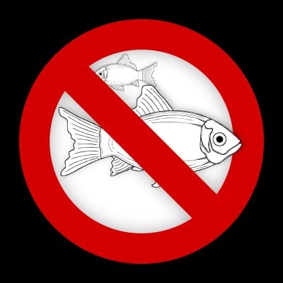 No Fish.jpg