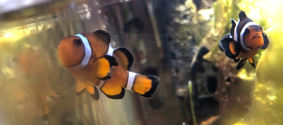 clownfish.PNG