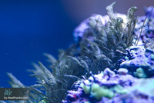 Bryopsis-Algae-Reef-Tank-002.jpg