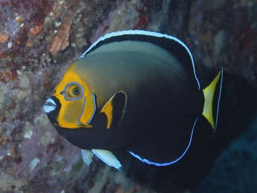 Conspicuous Angelfish.jpeg