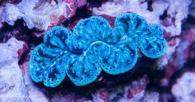 Corals 07-28-2016-12.jpg