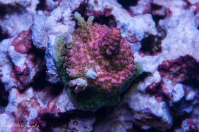 Corals 07-28-2016-11.jpg