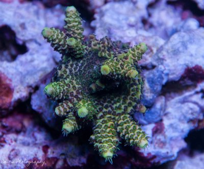 Corals 07-28-2016-10.jpg
