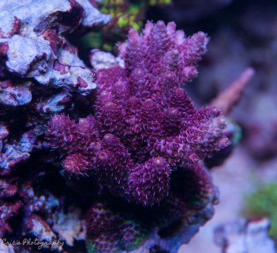 Corals 07-28-2016-8.jpg