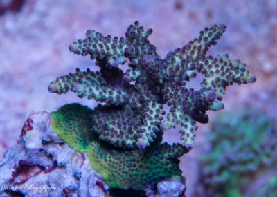 Corals 07-28-2016-7.jpg