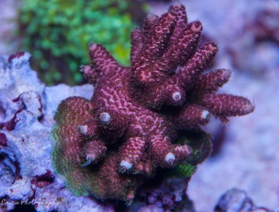 Corals 07-28-2016-6.jpg