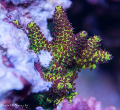 Corals 07-28-2016-5.jpg