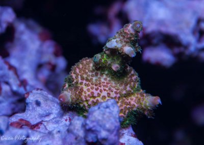Corals 07-28-2016-3.jpg