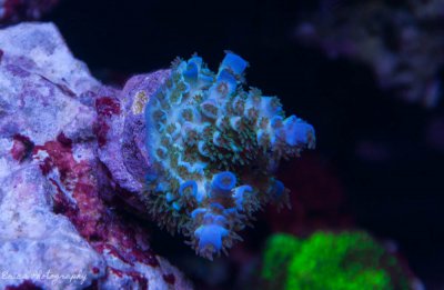 Corals 07-28-2016-2.jpg