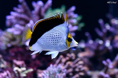Tinker’s Toy: The Bold And Curious Tinker’s Butterflyfish