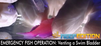 EMERGENCY FISH OPERATION: Venting A Swim Bladder