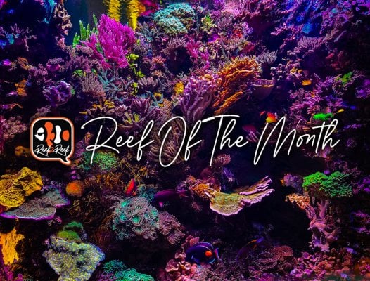 REEF OF THE MONTH - October 2023: Victory Reef! 650 Gallons of Thriving Marine Splendor!