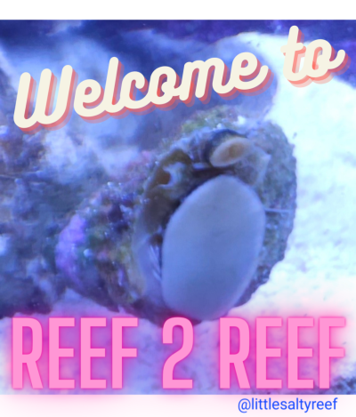 Reef 2 reef_20231005_074238_0000.png