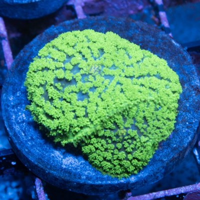 Toxic Green Rhodactis Mushroom.jpg